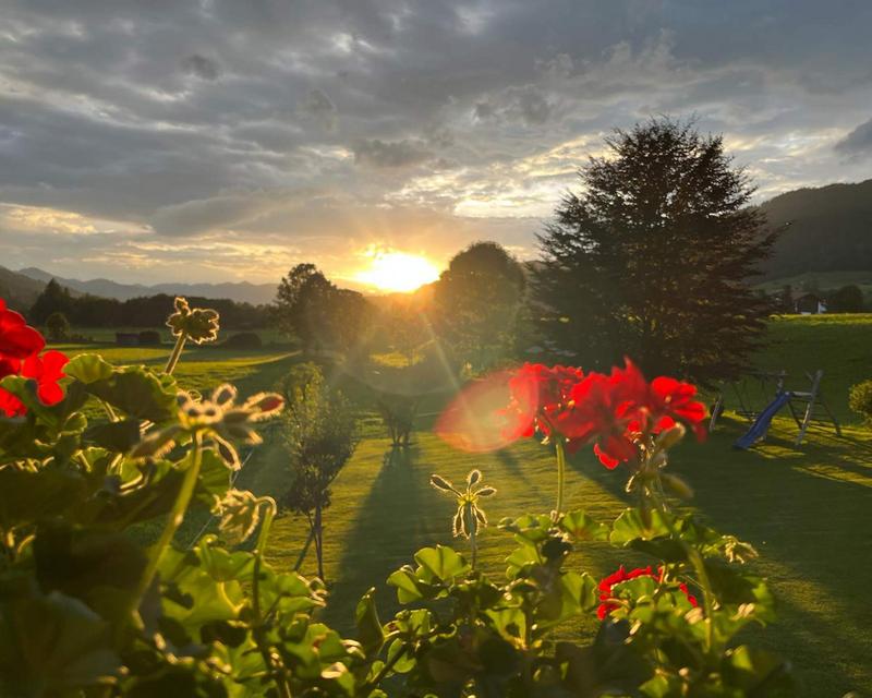 Rote Geranien und im Hintergund ein Sonnenuntergang